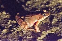 Image of Wood Frog