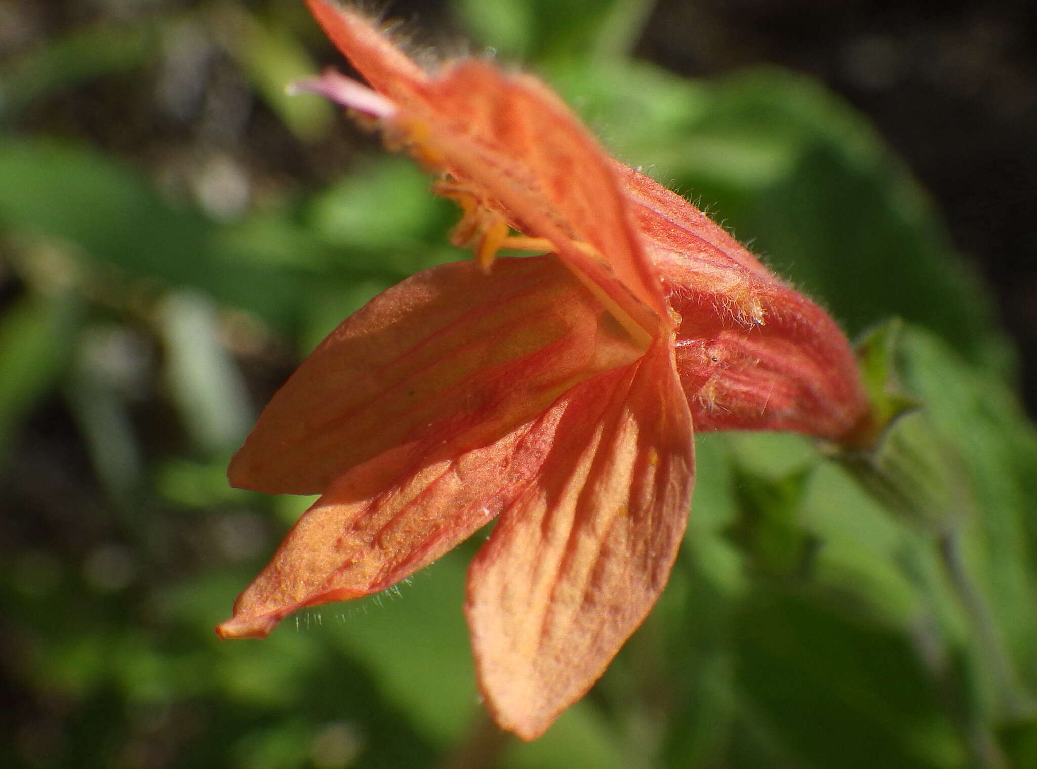 Image of monkeyflower savory