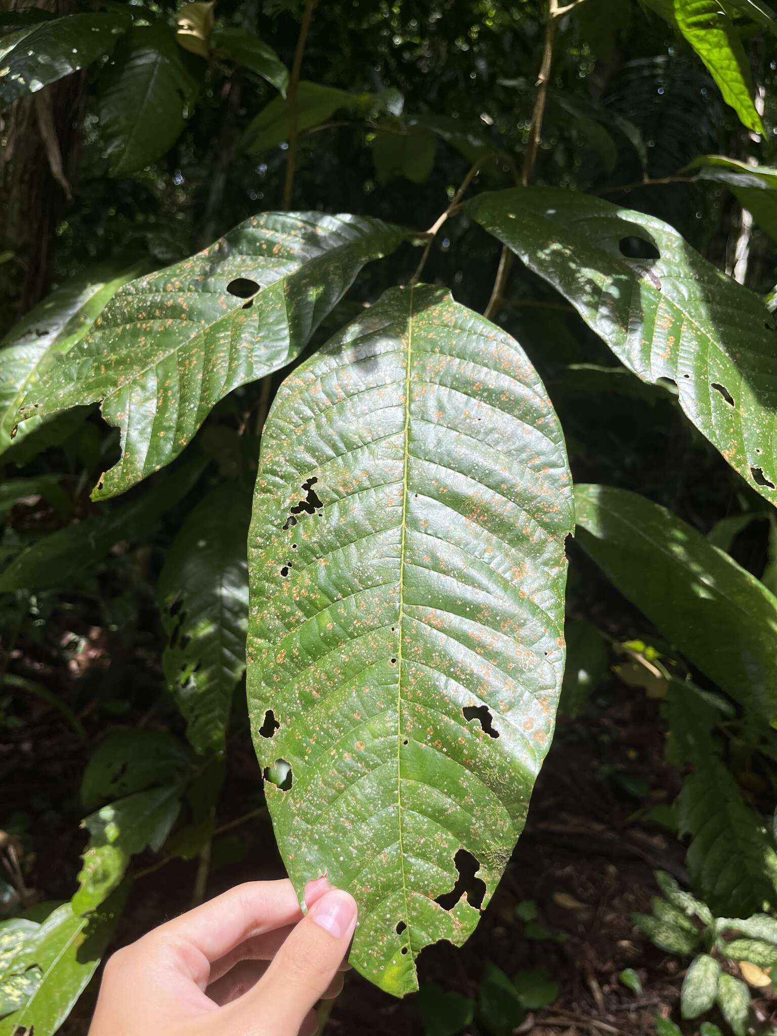 Image of Dimocarpus longan subsp. malesianus Leenhouts