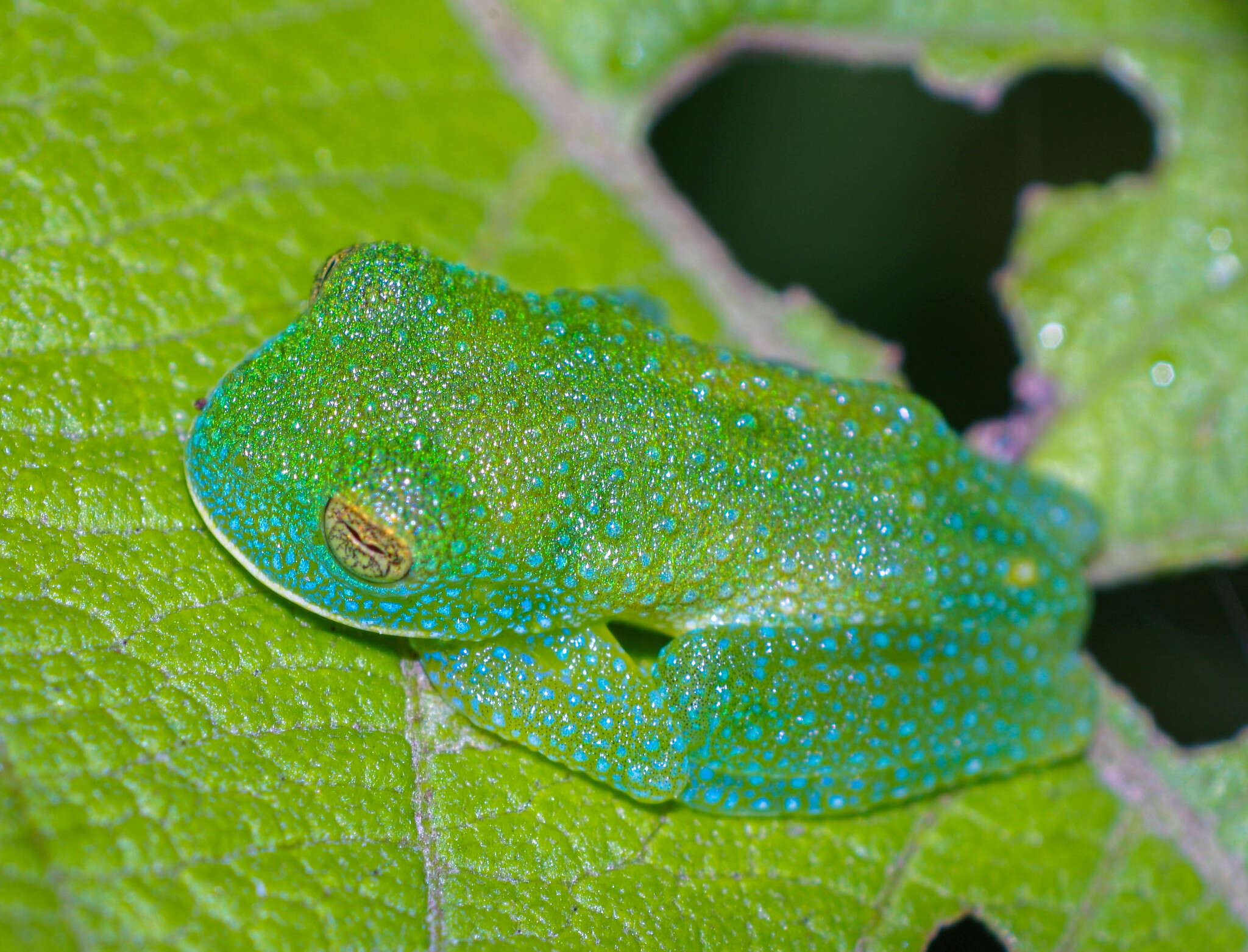 Image of Bumpy Glassfrog