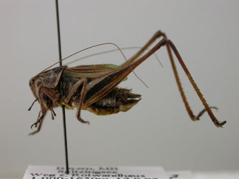 Image of <i>Metrioptera brachyptera</i> (Linnaeus 1761)