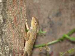 Image of Changeable lizard