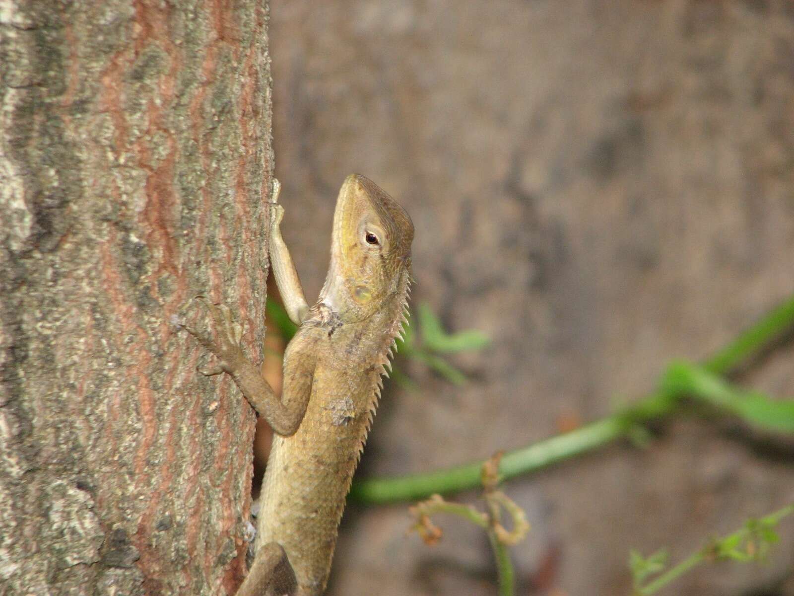 Image of Changeable lizard