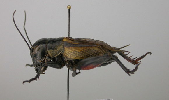 Image of Field cricket