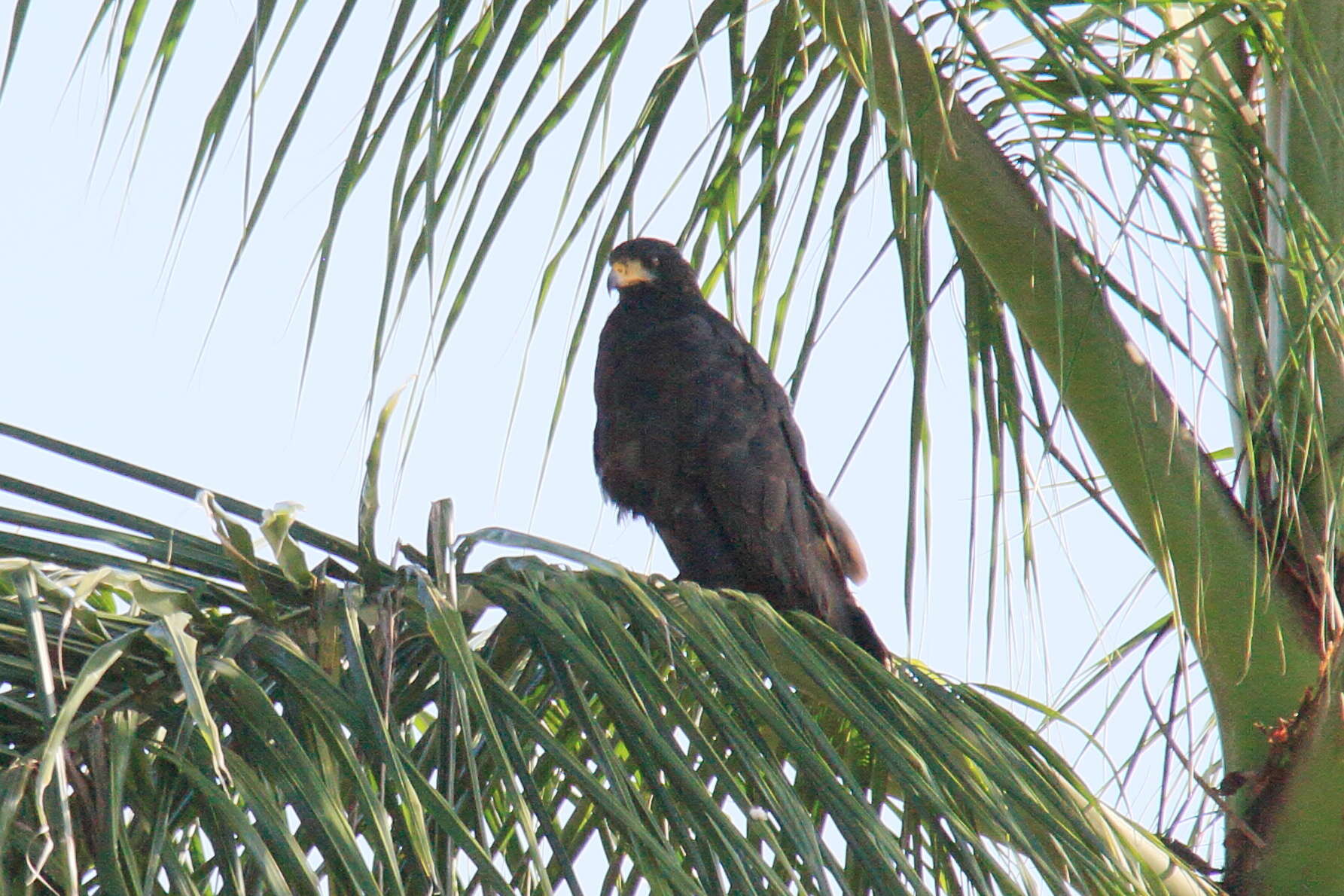 Imagem de Gavião-preto