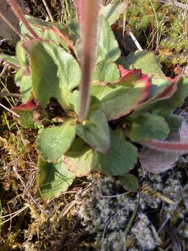 Image of Cliff Pseudosaxifrage