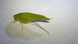 Image of California Angle-wing Katydid