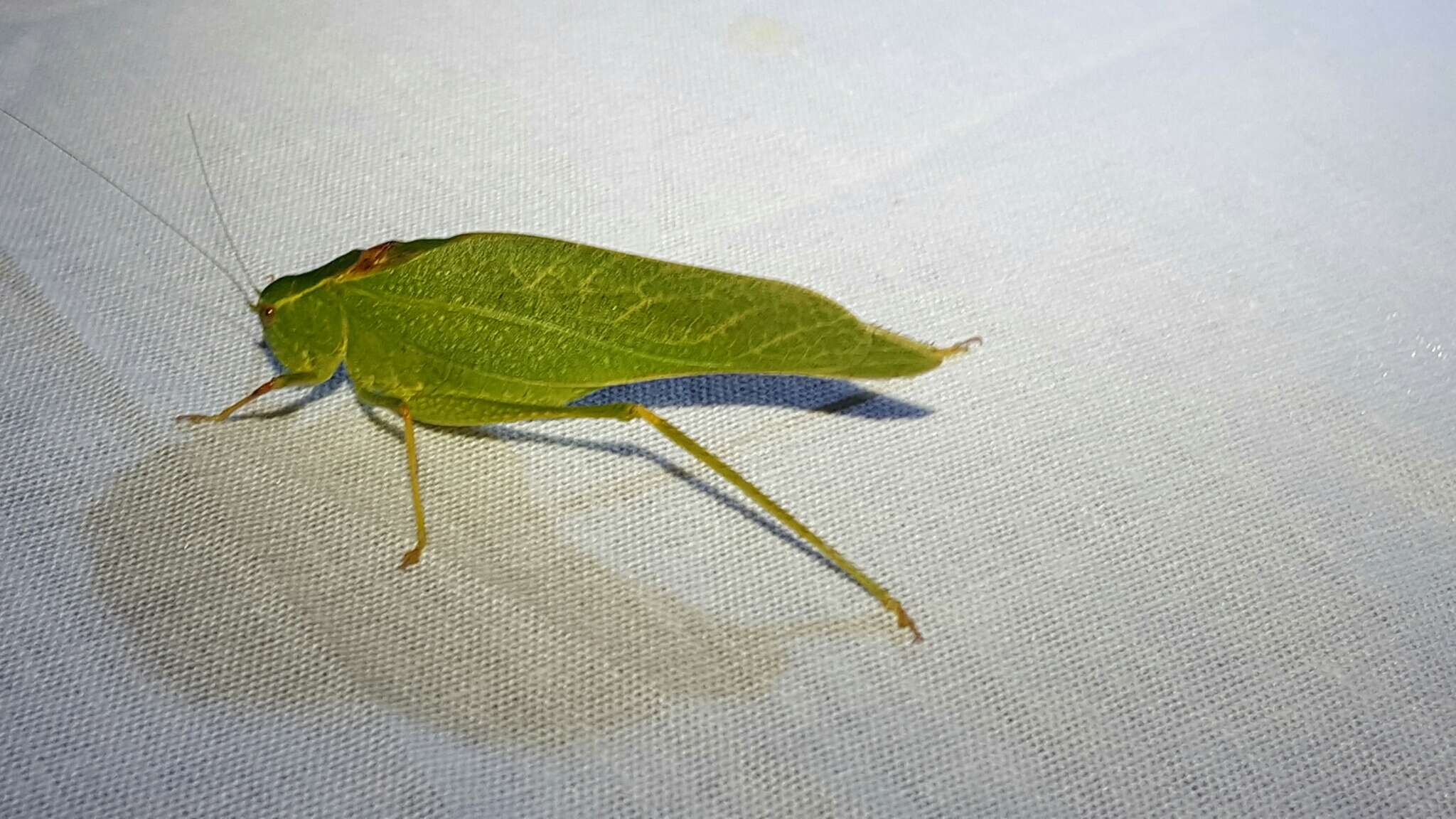 Image of California Angle-wing Katydid