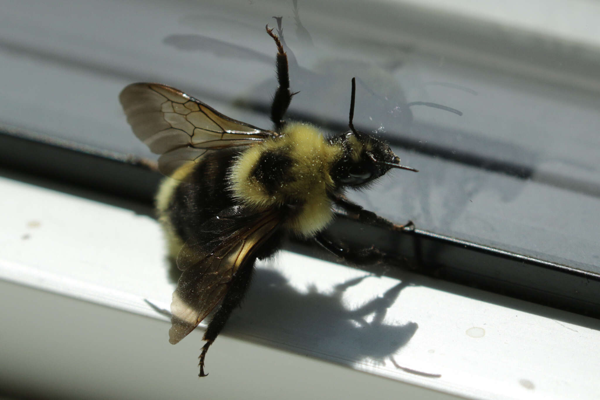 Image de Bombus insularis (Smith 1861)