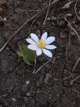 Image of bloodroot