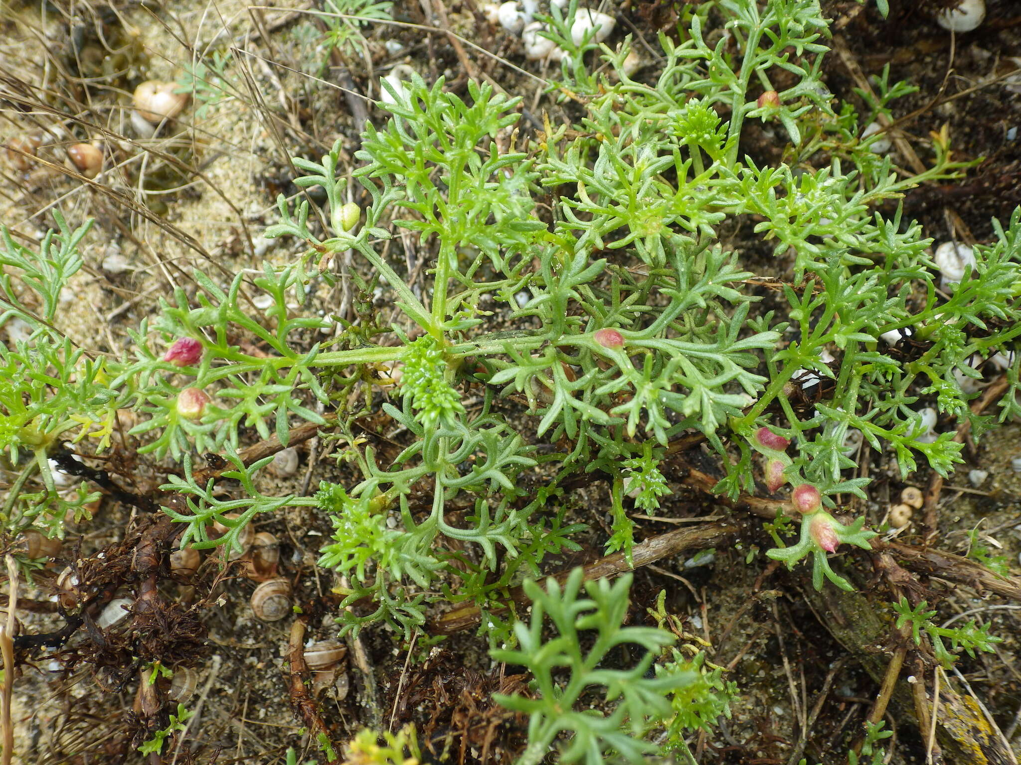 Imagem de Artemisia campestris subsp. maritima (DC.) Arcang.