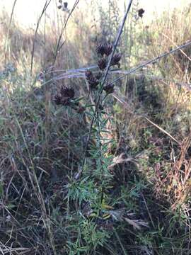 Image de Lespedeza angustifolia (Pursh) Elliott