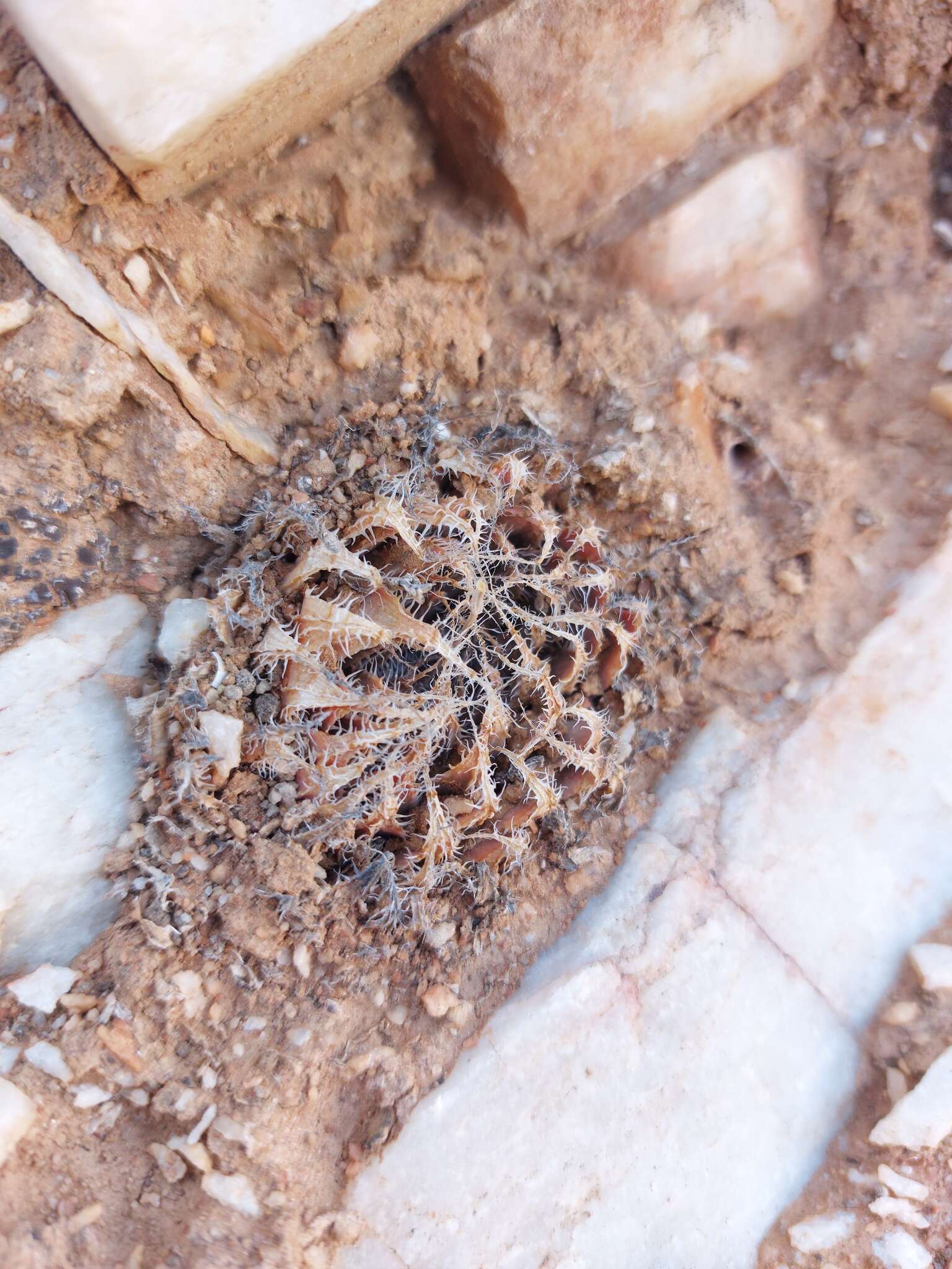 Image of Haworthia arachnoidea var. namaquensis M. B. Bayer