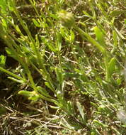 Plancia ëd Osteospermum sinuatum var. sinuatum