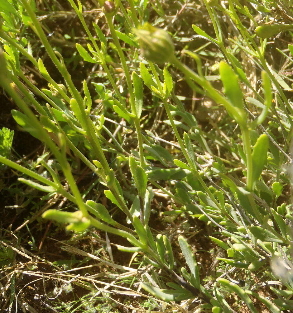 Plancia ëd Osteospermum sinuatum var. sinuatum