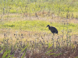 Image of Giant Wood Rail