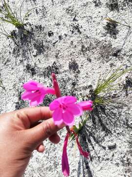 Image of Watsonia coccinea (Herb. ex Baker) Baker