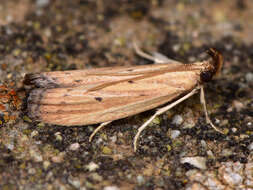 صورة Hypsotropa limbella Zeller 1848