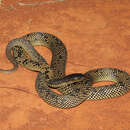Image of Butler's Snake