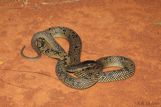 Image of Butler's Snake