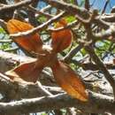 Image of Foetidia macrocarpa Bosser