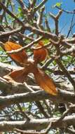 Image of Foetidia macrocarpa Bosser