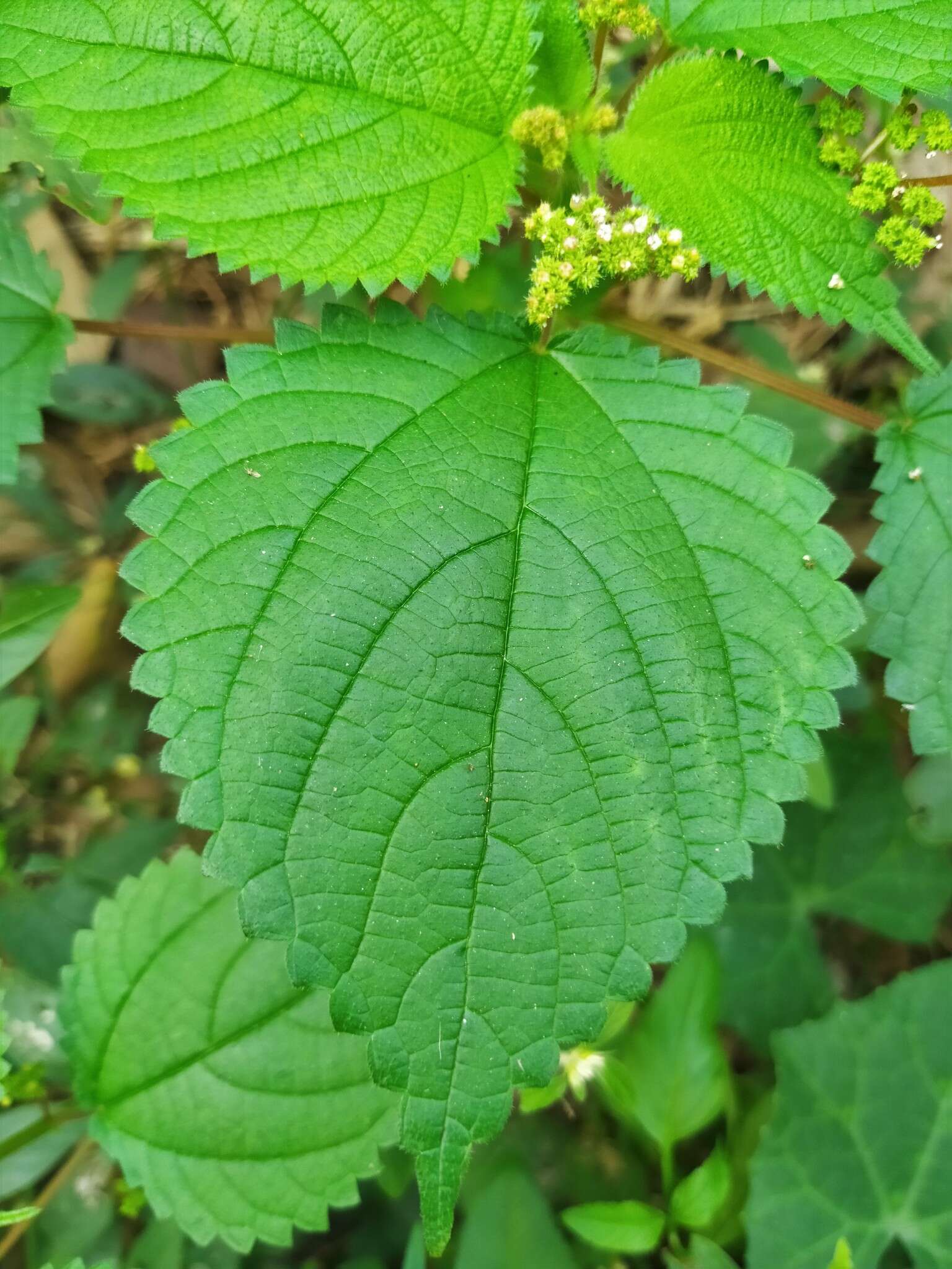 Image of West Indian woodnettle