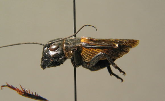 Image of Field cricket