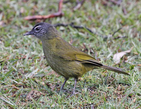 Image of Stripe-cheeked Greenbul