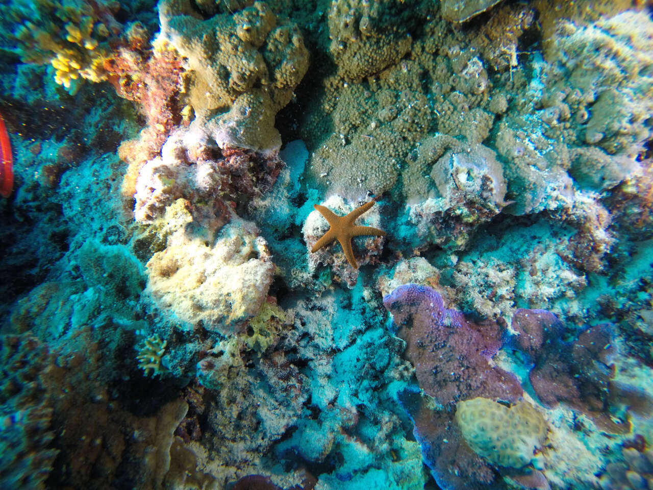 Image of Orange spotted purple sea star