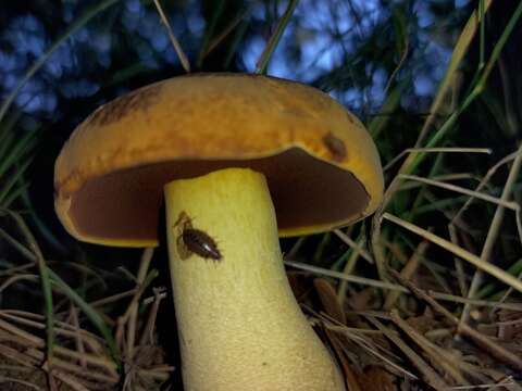 Image of Boletus vermiculosus Peck 1872