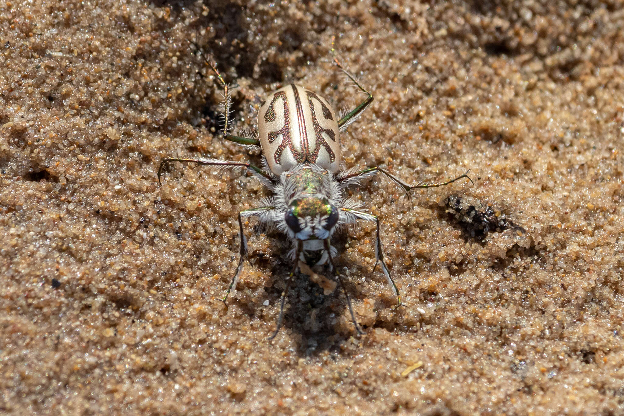 Слика од Habrodera capensis (Linnaeus 1764)