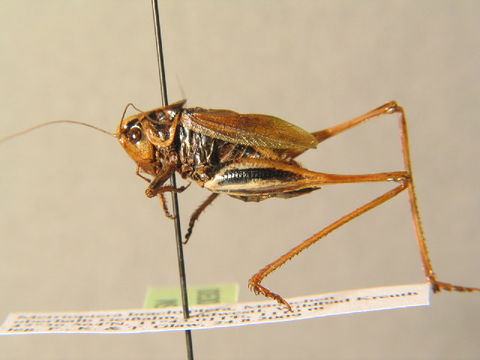 Image of <i>Metrioptera brachyptera</i> (Linnaeus 1761)