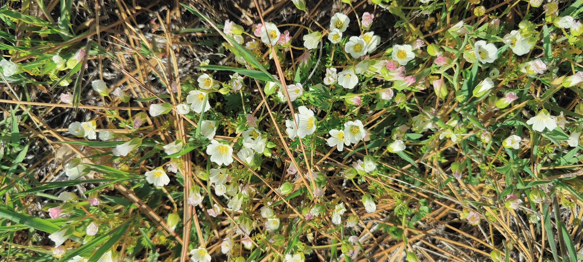 Imagem de Limnanthes alba subsp. parishii (Jeps.) Morin