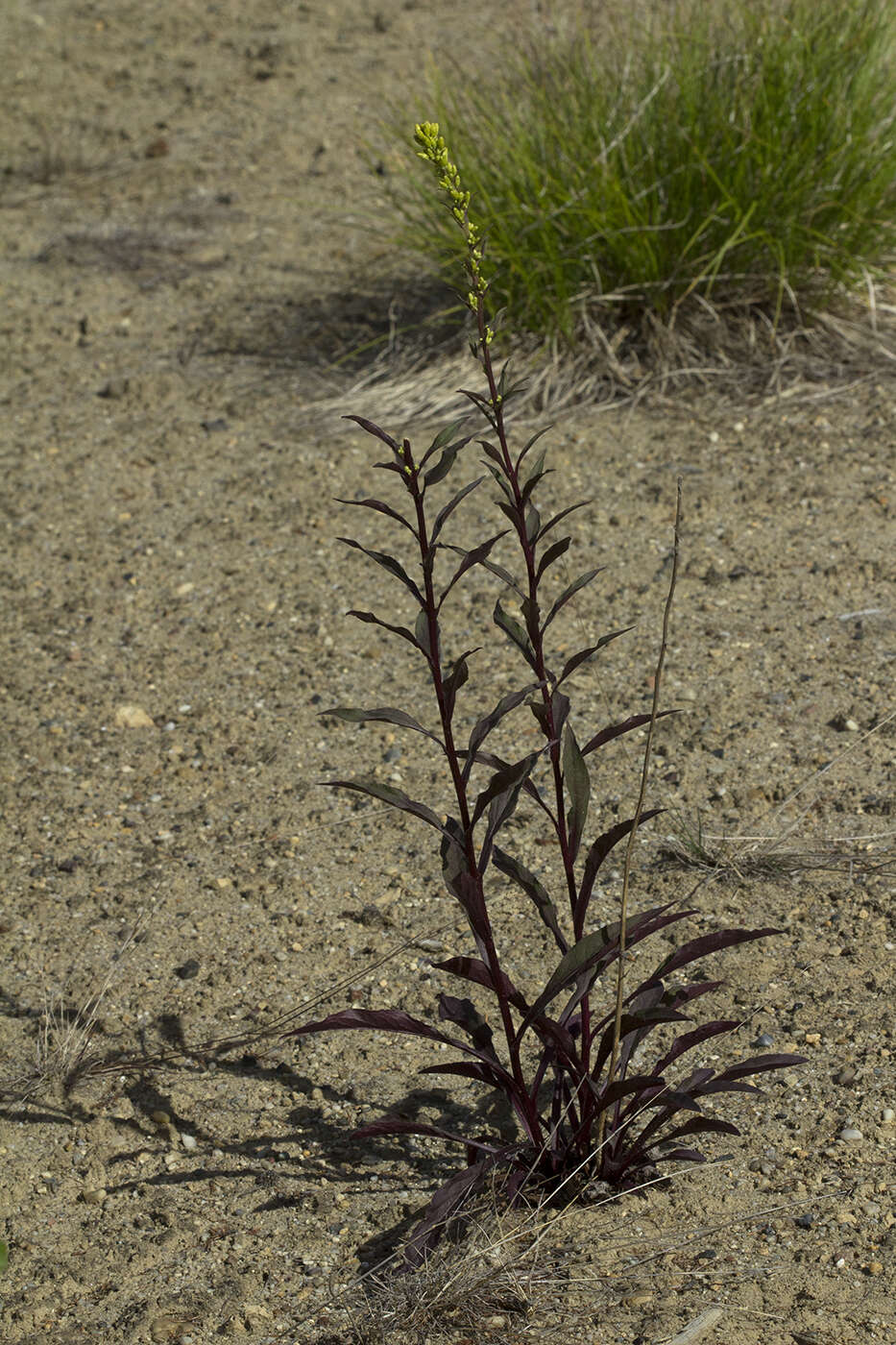 Image de Solidago spiraeifolia var. cuprea (Juz.) V. Yu. Barkalov