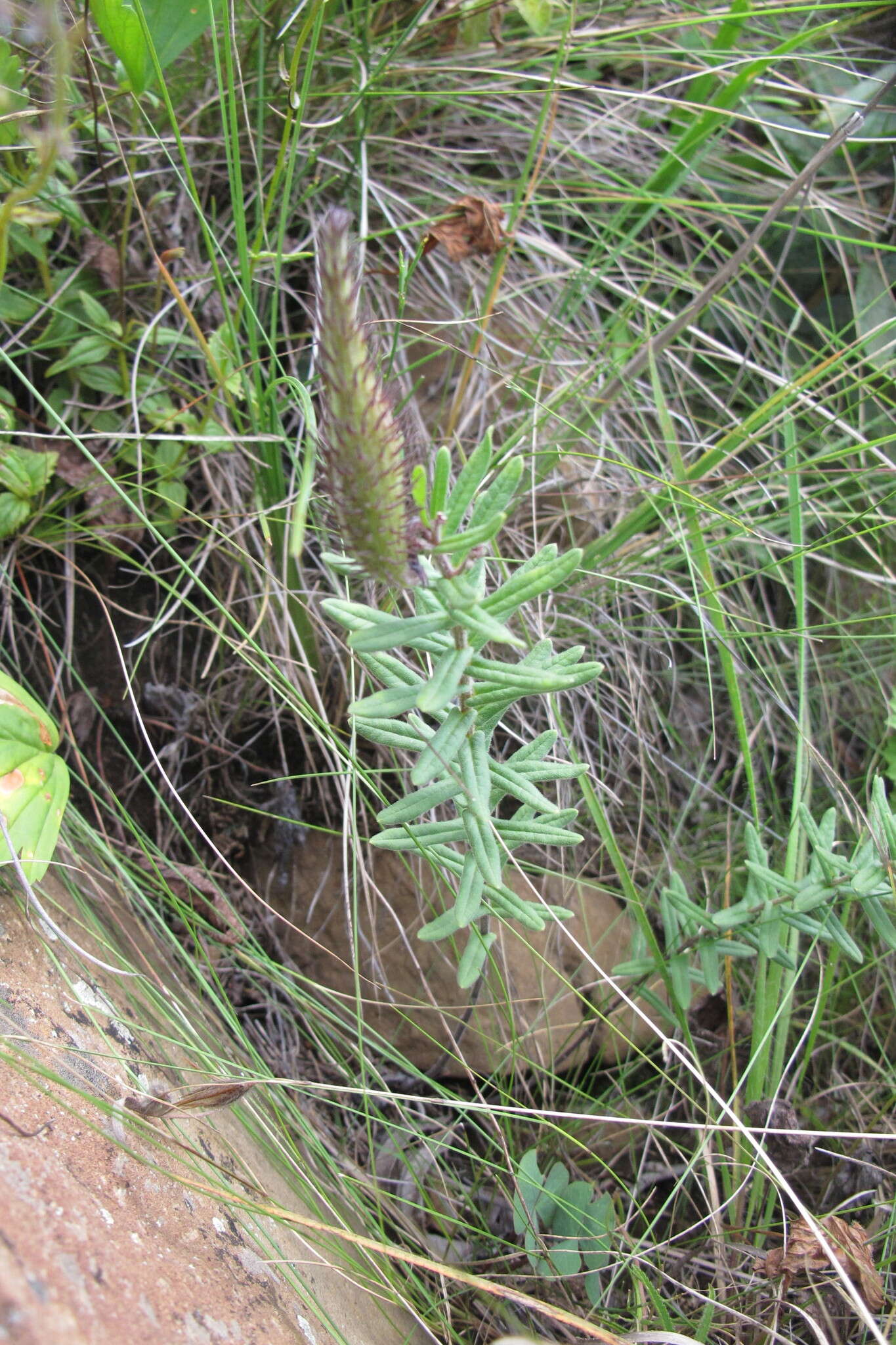 Schizoglossum bidens E. Mey.的圖片