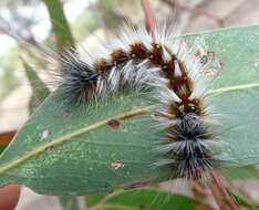 Image of Anthela varia (Walker 1855)