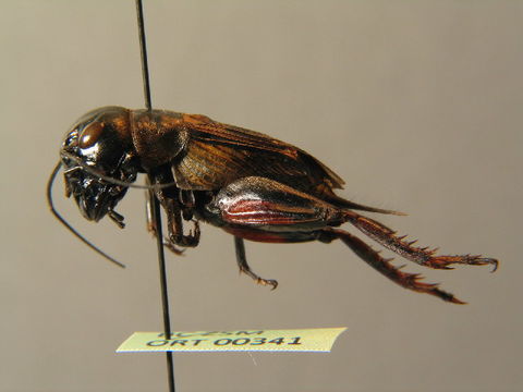Image of Field cricket