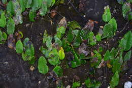 Image of Selliguea feei Bory