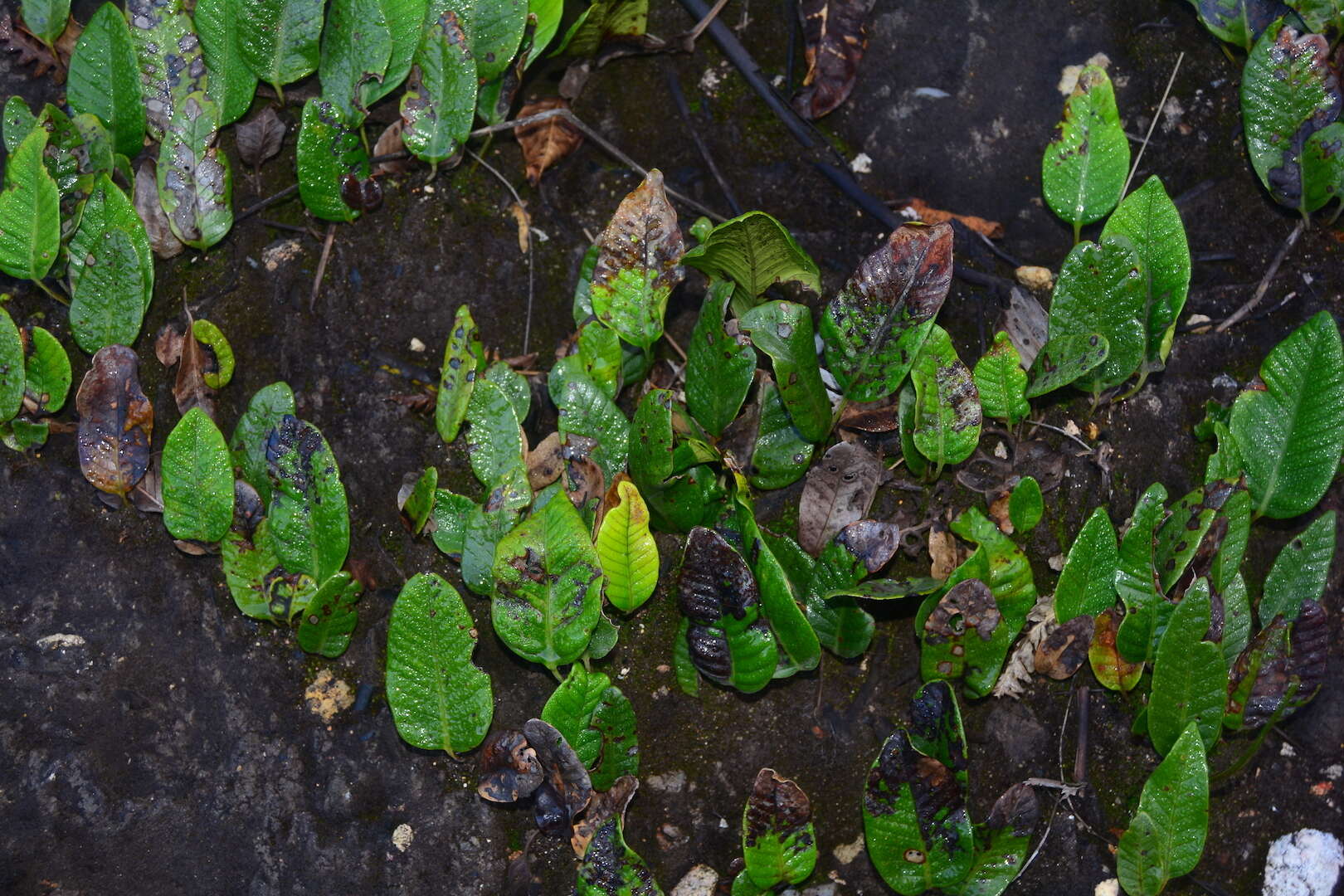 Image of Selliguea feei Bory