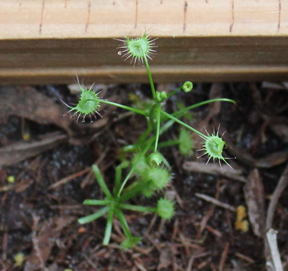 Image of Drosera peltata subsp. auriculata (Backh. ex Planch.) Conn