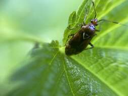 Image of Deraeocoris flavilinea (A. Costa 1862)