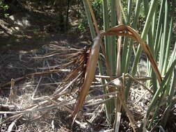 Image of African desert banana