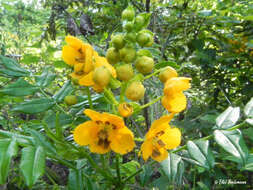 Image of Senna stipulacea (Aiton) H. S. Irwin & Barneby