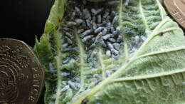 Image of Woolly aphids