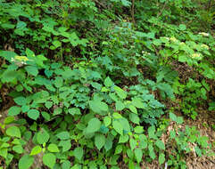 Image of silverleaf hydrangea