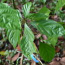 Image of Nothaphoebe umbelliflora (Bl.) Bl.