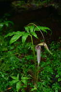 Image of Arisaema thunbergii subsp. autumnale J. C. Wang, J. Murata & H. Ohashi