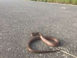 Image of Burrowing Ratsnake