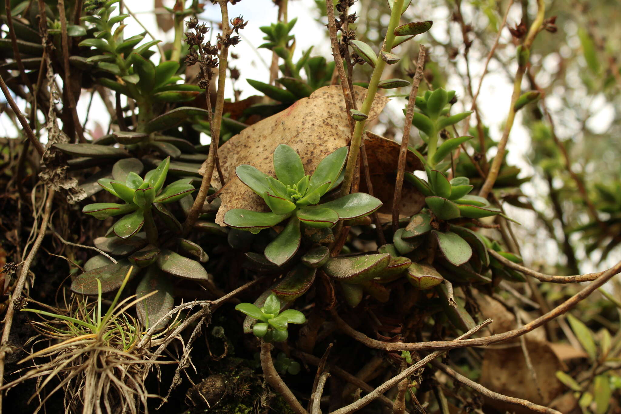 Image of Echeveria bicolor (Kunth) Walther